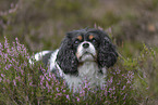 Cavalier King Charles Spaniel Portrait