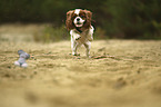 running Cavalier King Charles Spaniel