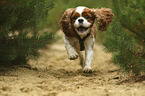 running Cavalier King Charles Spaniel