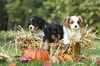 Cavalier King Charles Spaniel Puppies