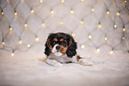 Cavalier King Charles Spaniel puppy