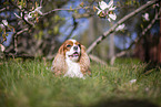 Cavalier King Charles Spaniel