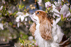 Cavalier King Charles Spaniel