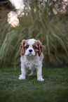 Cavalier King Charles Spaniel puppy