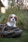 Cavalier King Charles Spaniel puppy