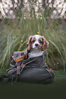 Cavalier King Charles Spaniel puppy