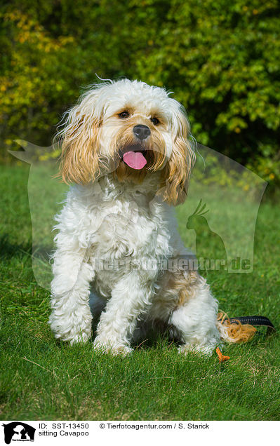 sitzender Cavapoo / sitting Cavapoo / SST-13450