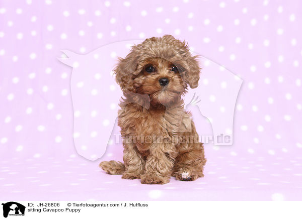 sitzender Cavapoo Welpe / sitting Cavapoo Puppy / JH-26806