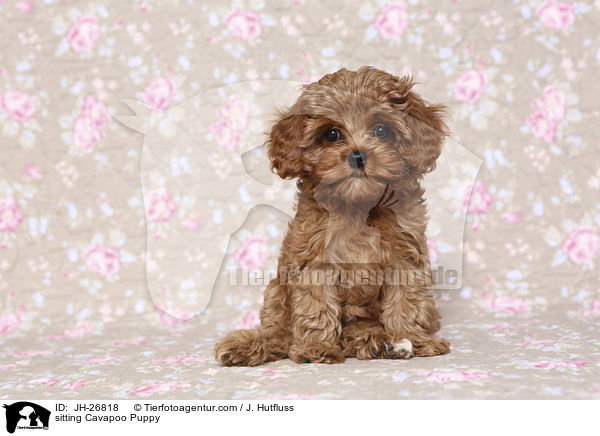 sitting Cavapoo Puppy / JH-26818