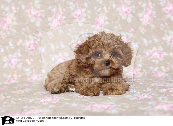 liegender Cavapoo Welpe / lying Cavapoo Puppy / JH-26822