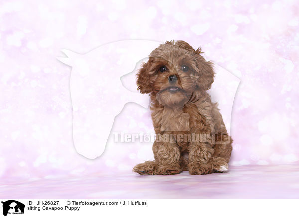 sitzender Cavapoo Welpe / sitting Cavapoo Puppy / JH-26827