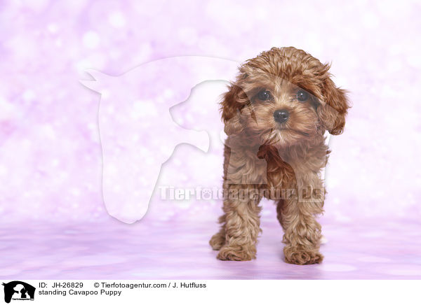 stehender Cavapoo Welpe / standing Cavapoo Puppy / JH-26829