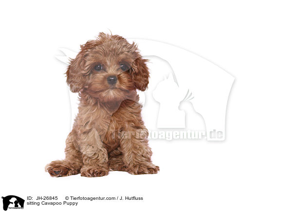 sitting Cavapoo Puppy / JH-26845