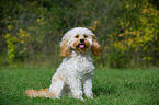 sitting Cavapoo