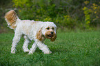 walking Cavapoo