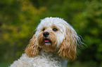 Cavapoo Portrait