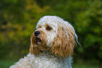 Cavapoo Portrait