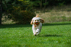 playing Cavapoo