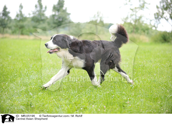 Mittelasiatischer Owtscharka / Central Asian Shepherd / MR-05196