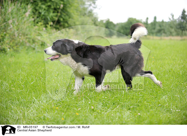 Mittelasiatischer Owtscharka / Central Asian Shepherd / MR-05197