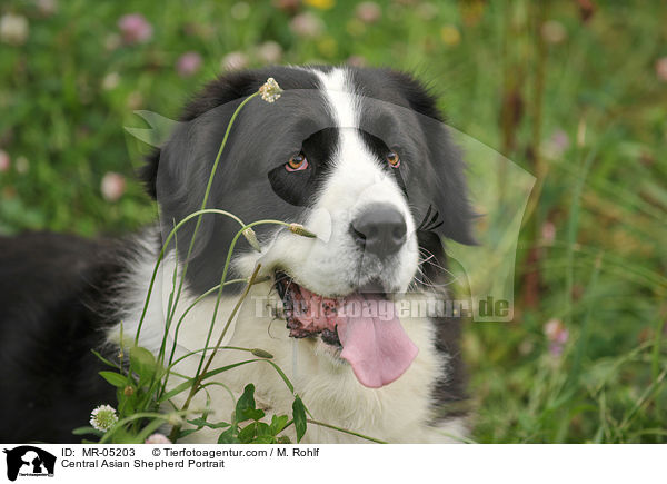 Central Asian Shepherd Portrait / MR-05203