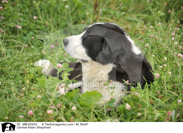 Mittelasiatischer Owtscharka / Central Asian Shepherd / MR-05204