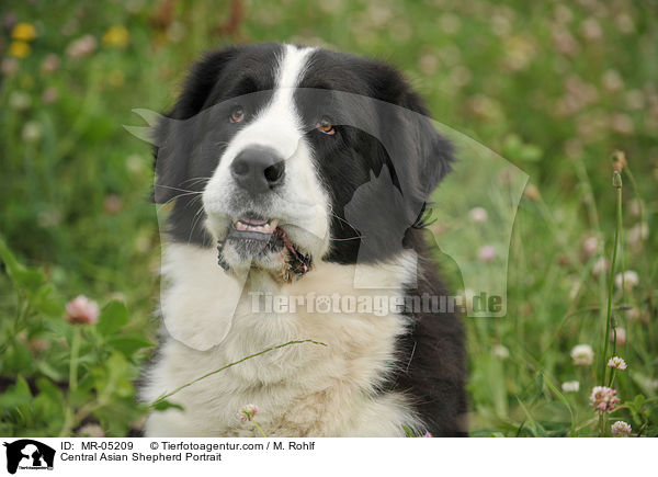 Mittelasiatischer Owtscharka Portrait / Central Asian Shepherd Portrait / MR-05209