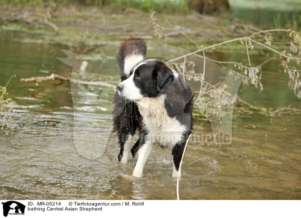 badender Mittelasiatischer Owtscharka / bathing Central Asian Shepherd / MR-05214