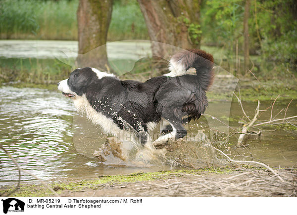 badender Mittelasiatischer Owtscharka / bathing Central Asian Shepherd / MR-05219