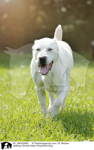 laufender Mittelasiatischer Owtscharka / walking Central Asian Shepherd Dog / RR-62995