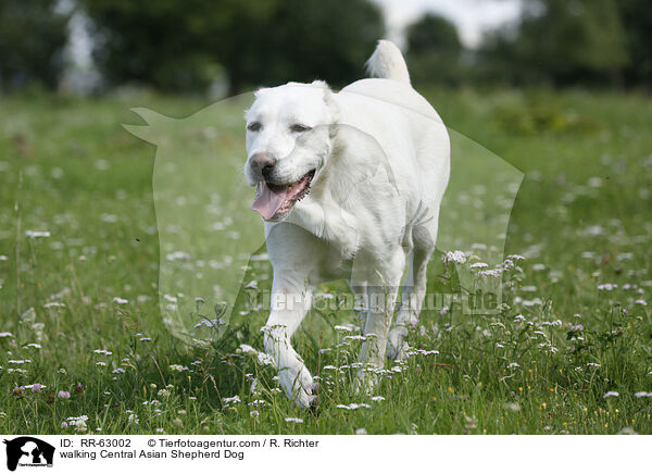 laufender Zentralasiatischer Owtscharka / walking Central Asian Shepherd Dog / RR-63002