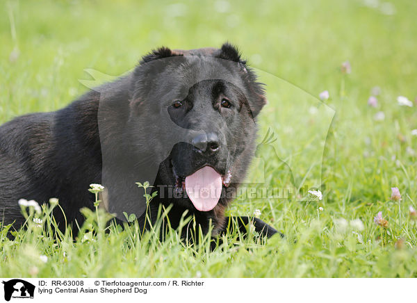 liegender Zentralasiatischer Owtscharka / lying Central Asian Shepherd Dog / RR-63008