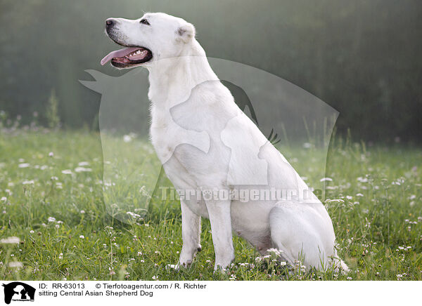 sitzender Zentralasiatischer Owtscharka / sitting Central Asian Shepherd Dog / RR-63013