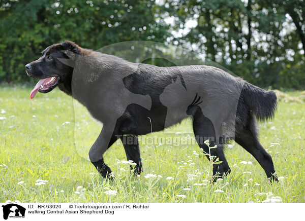 laufender Zentralasiatischer Owtscharka / walking Central Asian Shepherd Dog / RR-63020