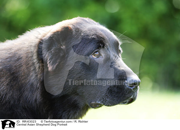 Zentralasiatischer Owtscharka Portrait / Central Asian Shepherd Dog Portrait / RR-63023