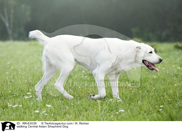 laufender Zentralasiatischer Owtscharka / walking Central Asian Shepherd Dog / RR-63036