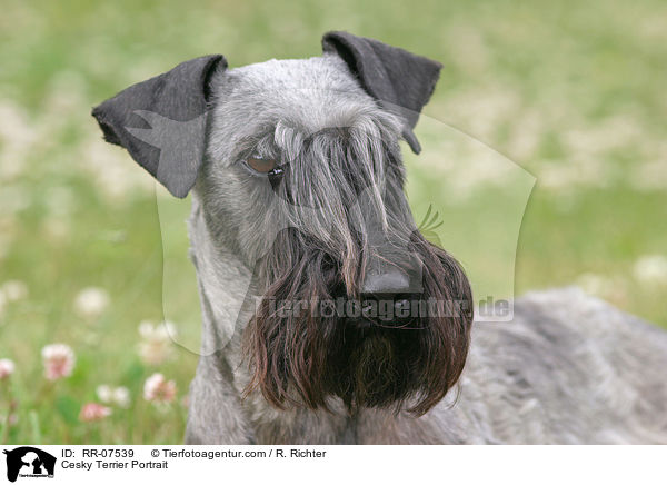 Cesky Terrier Portrait / Cesky Terrier Portrait / RR-07539