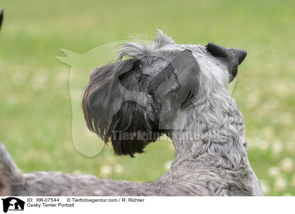 Cesky Terrier Portrait / Cesky Terrier Portrait / RR-07544