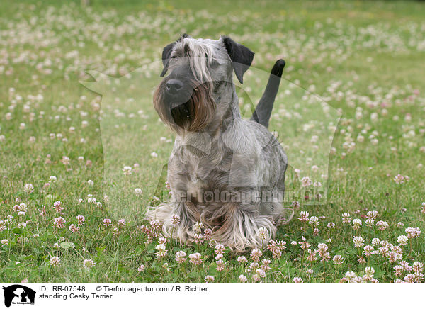stehender Cesky Terrier / standing Cesky Terrier / RR-07548