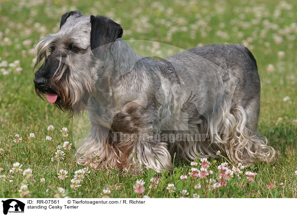 stehender Cesky Terrier / standing Cesky Terrier / RR-07561