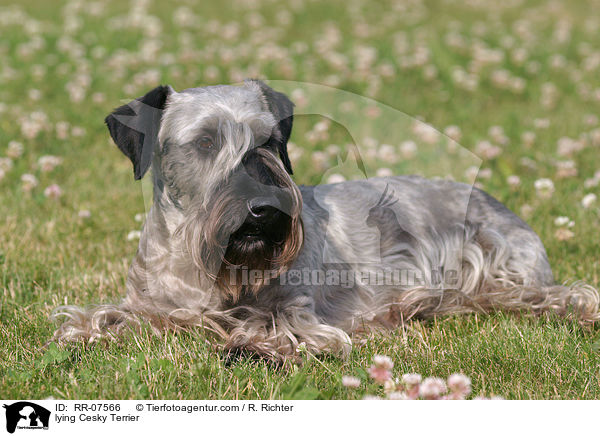 Cesky Terrier liegt im Gras / lying Cesky Terrier / RR-07566