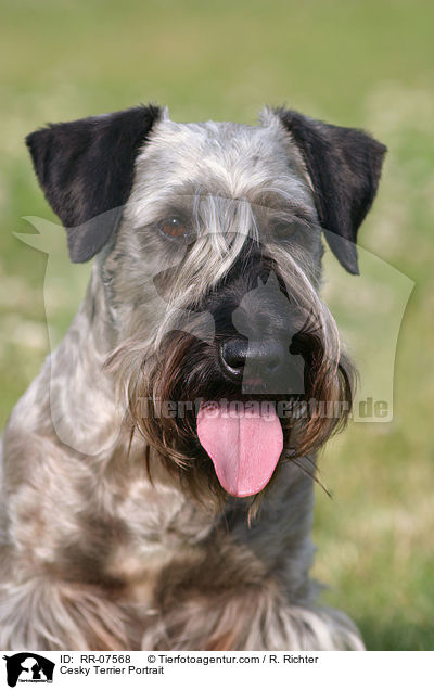 Cesky Terrier Portrait / Cesky Terrier Portrait / RR-07568