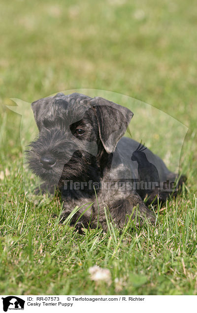 Cesky Terrier Welpe / Cesky Terrier Puppy / RR-07573