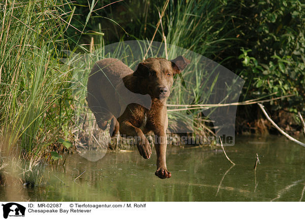 Chesapeake Bay Retriever / Chesapeake Bay Retriever / MR-02087