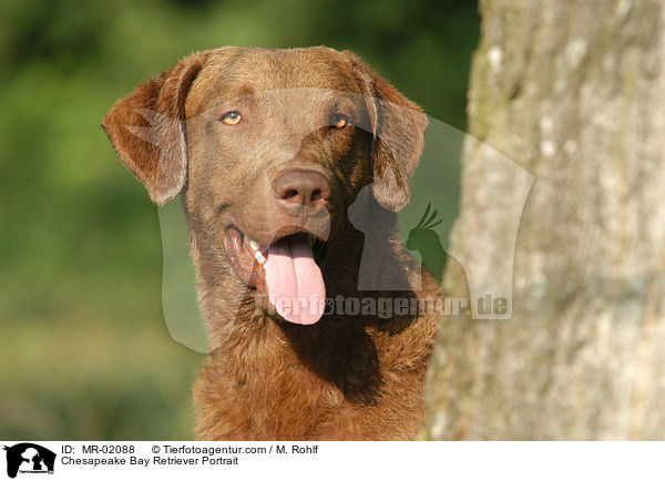 Chesapeake Bay Retriever Portrait / MR-02088