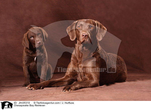 Chesapeake Bay Retriever / Chesapeake Bay Retriever / JH-05310