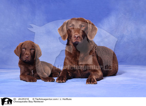 Chesapeake Bay Retriever / Chesapeake Bay Retriever / JH-05316