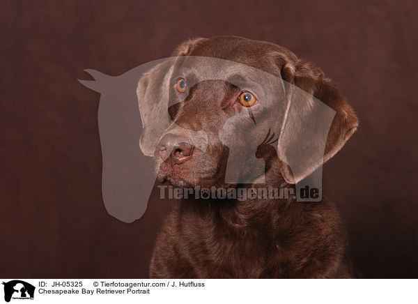 Chesapeake Bay Retriever Portrait / Chesapeake Bay Retriever Portrait / JH-05325