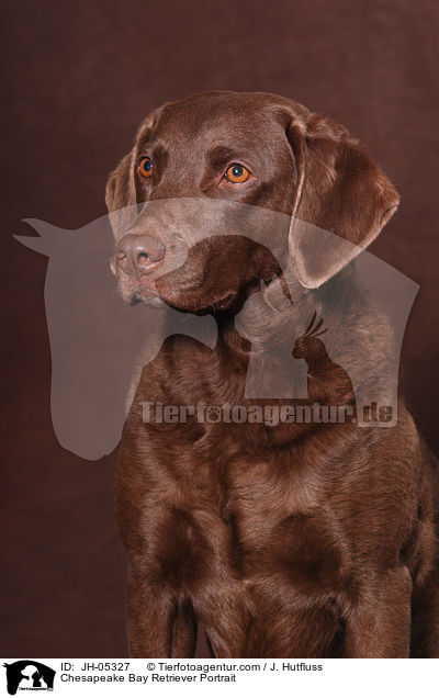 Chesapeake Bay Retriever Portrait / Chesapeake Bay Retriever Portrait / JH-05327