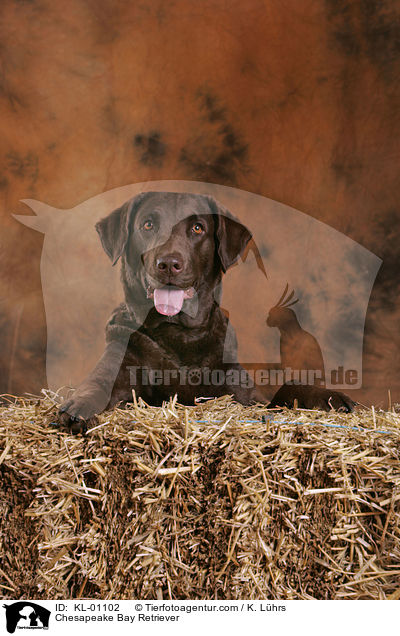 Chesapeake Bay Retriever / Chesapeake Bay Retriever / KL-01102